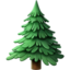 evergreen tree