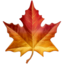 maple leaf