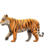 tiger