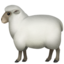 ewe