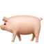 pig