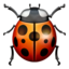 lady beetle