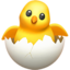 hatching chick