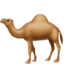 camel