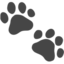 paw prints