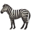 zebra