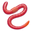 worm