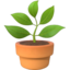 potted plant