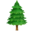 evergreen tree