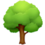 deciduous tree