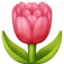 tulip