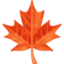 maple leaf