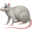 rat