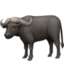 water buffalo