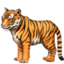 tiger