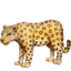 leopard