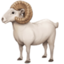 ram