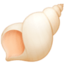 spiral shell