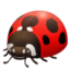 lady beetle