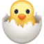 hatching chick