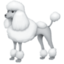 poodle