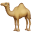 camel