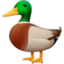 duck