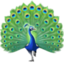 peacock