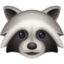 raccoon