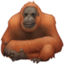 orangutan