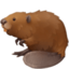 beaver