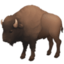 bison