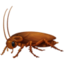 cockroach