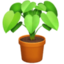 potted plant