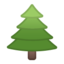 evergreen tree