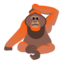 orangutan