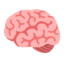 brain