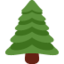 evergreen tree