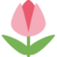 tulip