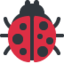 lady beetle