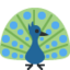 peacock