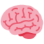 brain