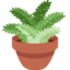 potted plant